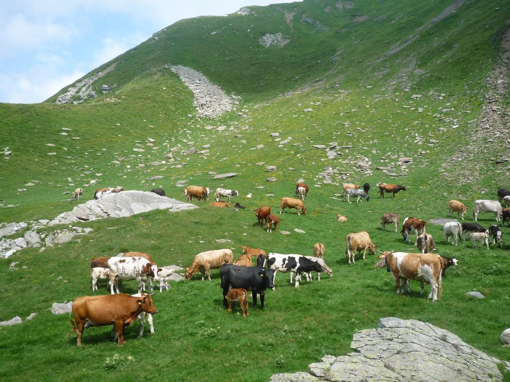 B&B Alpe Veglia วาร์โซ ภายนอก รูปภาพ