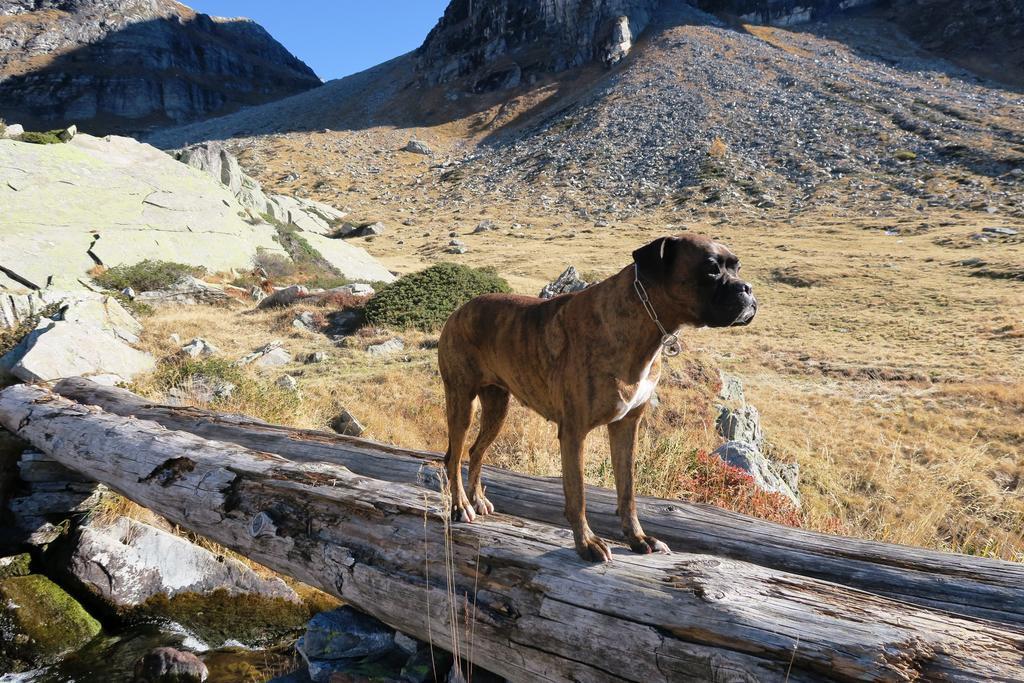 B&B Alpe Veglia วาร์โซ ภายนอก รูปภาพ